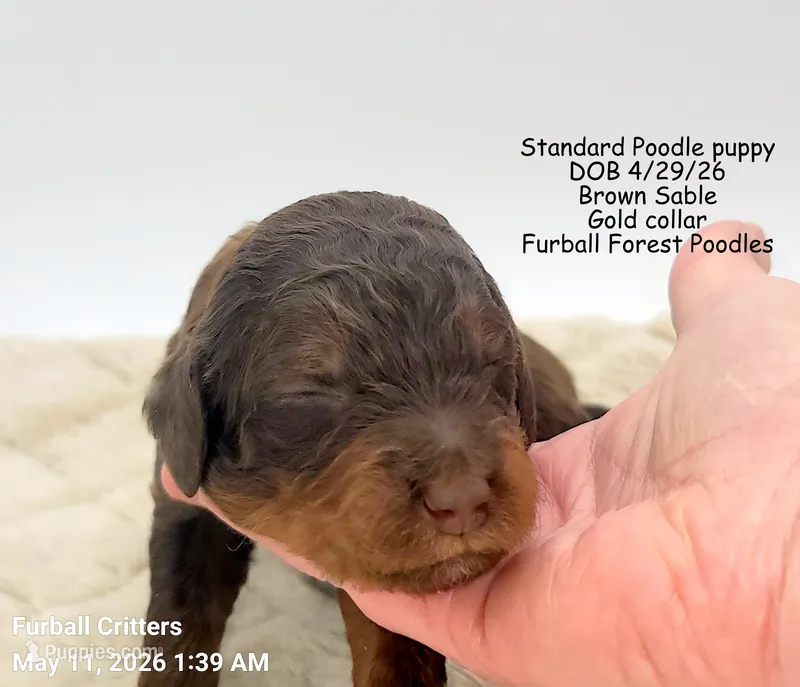 Gold – Poodle - Multi-Colored Standard puppy for sale in Santa Cruz, CA
