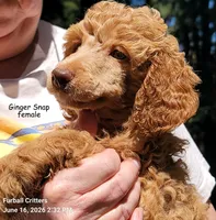 Ginger Snap, a female Poodle - Standard  for sale in Santa Cruz, CA – 7 of 8