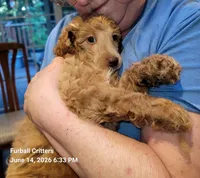 Ginger Snap, a female Poodle - Standard  for sale in Santa Cruz, CA – 5 of 8
