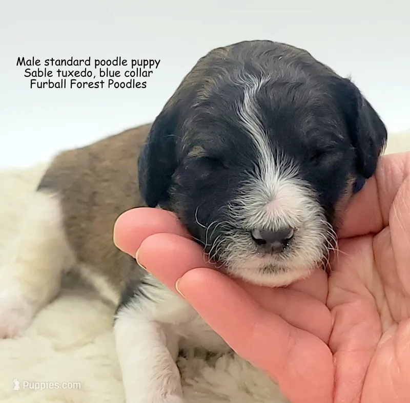 Smores (Blue collar) – Poodle - Multi-Colored Standard puppy for sale in Santa Cruz, CA