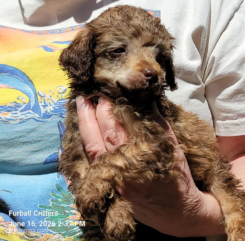 Munchkin – Poodle - Miniature  puppy for sale in Santa Cruz, CA