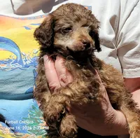 Munchkin, a male Poodle - Miniature  for sale in Santa Cruz, CA – 1 of 5