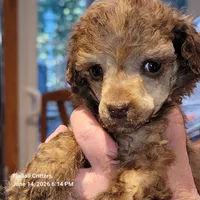 Munchkin, a male Poodle - Miniature  for sale in Santa Cruz, CA – 5 of 5