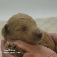 Pink, a female Poodle - Standard  for sale in Santa Cruz, CA – 3 of 3
