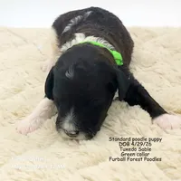 Truffles (Green collar), a male Poodle - Multi-Colored Standard for sale in Santa Cruz, CA – 2 of 3