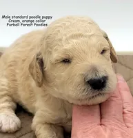 Orange, a male Poodle - Standard  for sale in Santa Cruz, CA – 1 of 4
