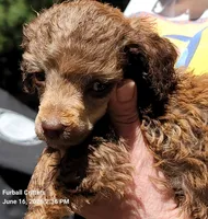 Munchkin, a male Poodle - Miniature  for sale in Santa Cruz, CA – 4 of 5