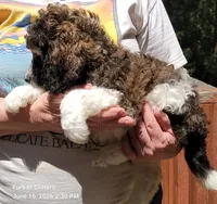 Smores (Blue collar), a male Poodle - Multi-Colored Standard for sale in Santa Cruz, CA – 2 of 5