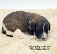 Smores (Blue collar), a male Poodle - Multi-Colored Standard for sale in Santa Cruz, CA – 2 of 3