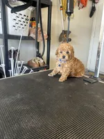 AKC puppy number three, a male Poodle - Toy  for sale in Chowchilla, CA – 4 of 6