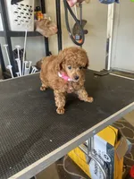 Puppy  AKC number one, a female Poodle - Toy  for sale in Chowchilla, CA – 2 of 5