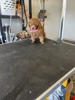 Puppy  AKC number one, a female Poodle - Toy  for sale in Chowchilla, CA – 5 of 5