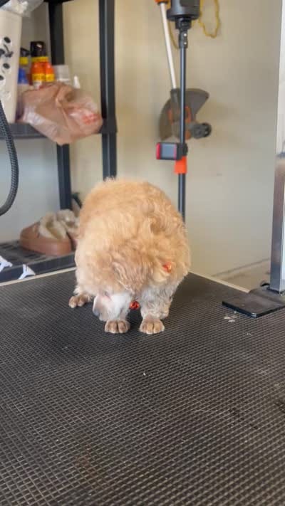 AKC puppy number three, a male Poodle - Toy  for sale in Chowchilla, CA – 5 of 6