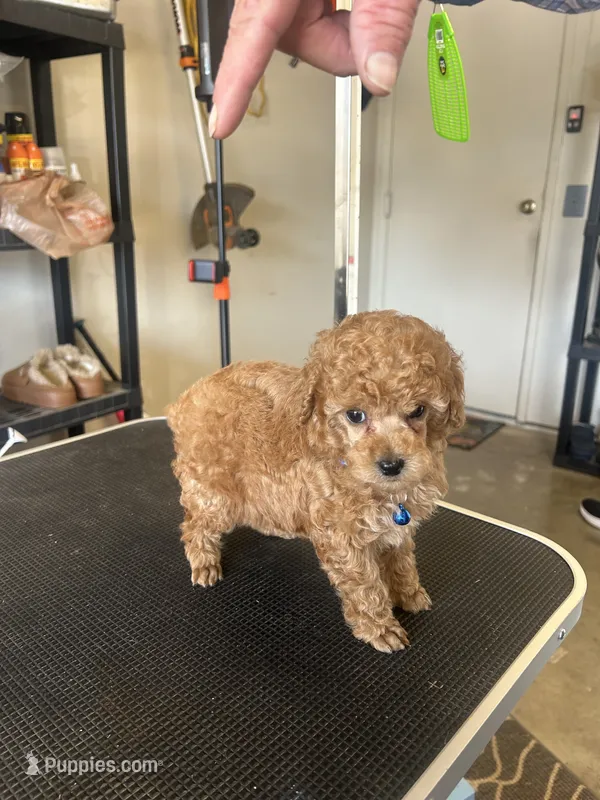 AKC puppy number three – Poodle - Toy  puppy for sale in Chowchilla, CA