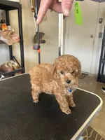 AKC puppy number three, a male Poodle - Toy  for sale in Chowchilla, CA – 1 of 6