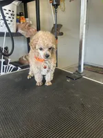 AKC puppy number two, a female Poodle - Toy  for sale in Chowchilla, CA – 4 of 7