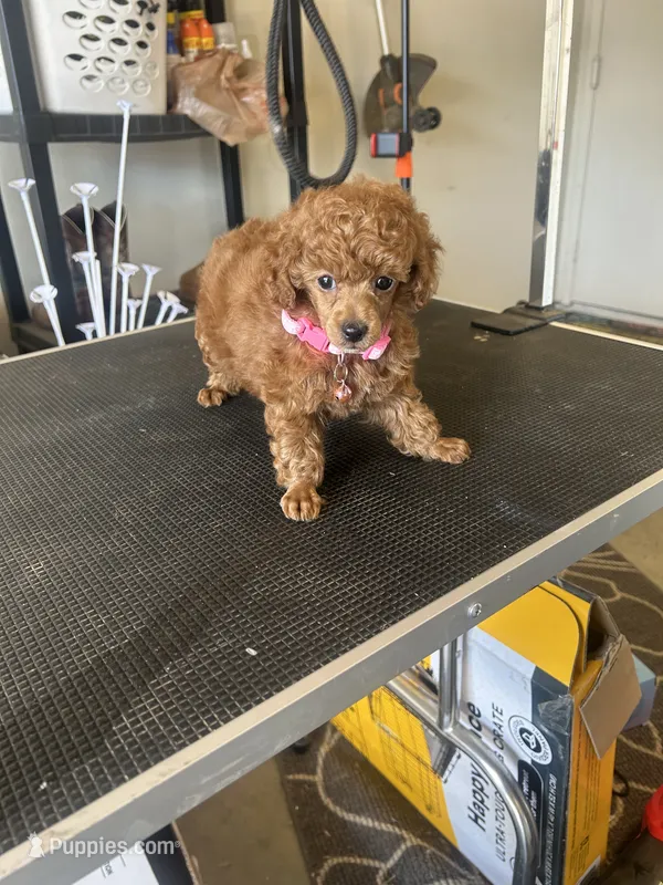Puppy  AKC number one – Poodle - Toy  puppy for sale in Chowchilla, CA