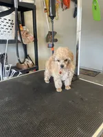 AKC puppy number two, a female Poodle - Toy  for sale in Chowchilla, CA – 6 of 7