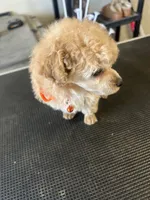 AKC puppy number two, a female Poodle - Toy  for sale in Chowchilla, CA – 2 of 7