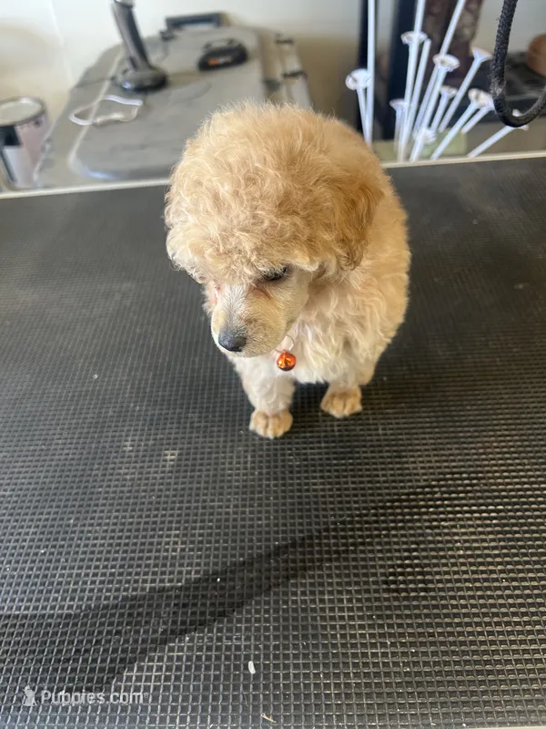 AKC puppy number two – Poodle - Toy  puppy for sale in Chowchilla, CA