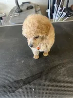 AKC puppy number two, a female Poodle - Toy  for sale in Chowchilla, CA – 1 of 7
