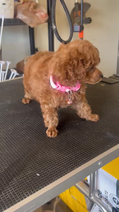 Puppy  AKC number one, a female Poodle - Toy  for sale in Chowchilla, CA – 3 of 5