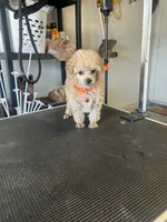 AKC puppy number two, a female Poodle - Toy  for sale in Chowchilla, CA – 5 of 7