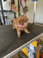 Puppy  AKC number one, a female Poodle - Toy  for sale in Chowchilla, CA – 4 of 5