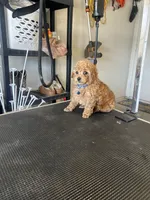 AKC puppy number three, a male Poodle - Toy  for sale in Chowchilla, CA – 3 of 6