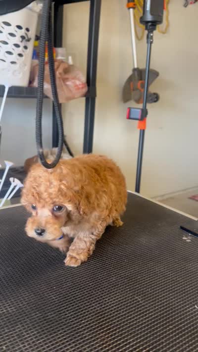 AKC puppy number three, a male Poodle - Toy  for sale in Chowchilla, CA – 6 of 6