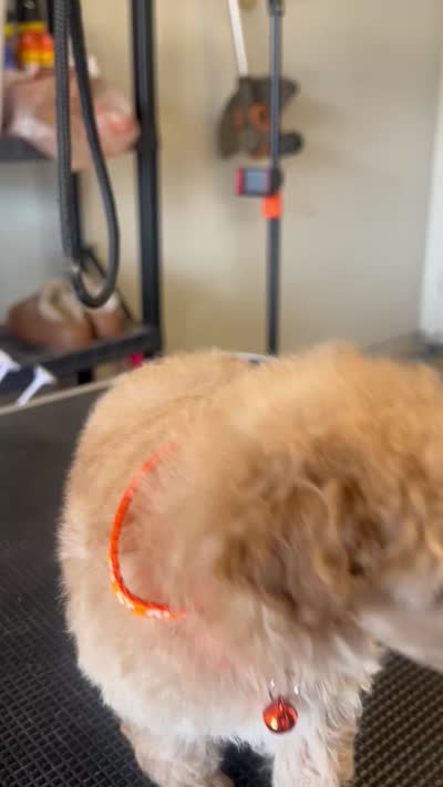 AKC puppy number two, a female Poodle - Toy  for sale in Chowchilla, CA – 7 of 7