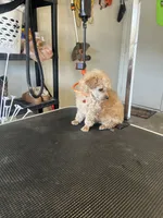 AKC puppy number two, a female Poodle - Toy  for sale in Chowchilla, CA – 3 of 7