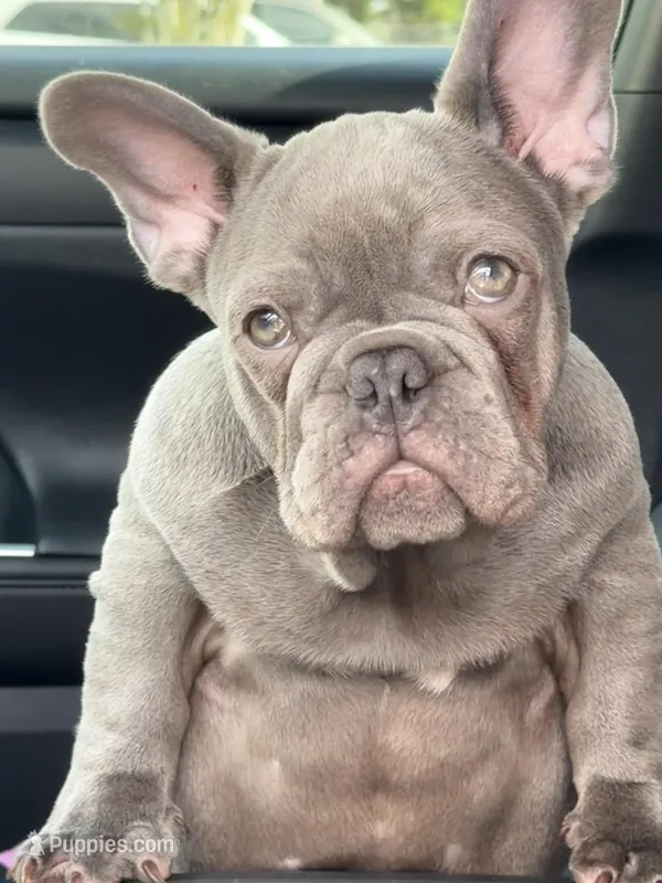Lilac Boy – French Bulldog puppy for sale in Port St. Lucie, FL