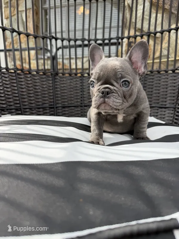 Pamela Anderson , a female French Bulldog for sale in Port St. Lucie, FL – 1 of 1