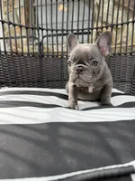 Pamela Anderson , a female French Bulldog for sale in Port St. Lucie, FL – 1 of 1