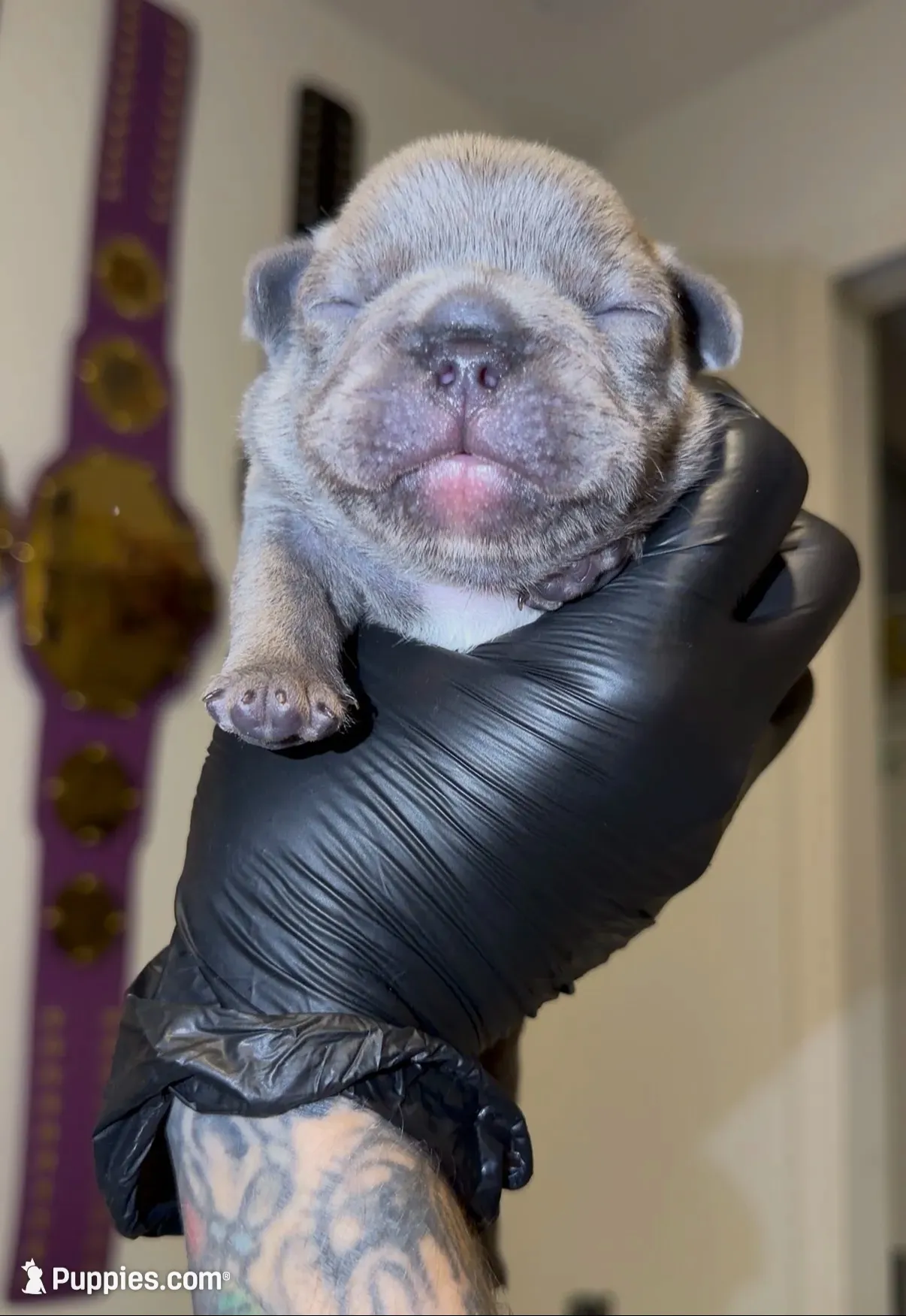 Pretty Boy, a male French Bulldog for sale in Port St. Lucie, FL – 1 of 2
