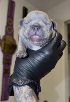 Baby Blue Boy, a male French Bulldog for sale in Port St. Lucie, FL – 2 of 2