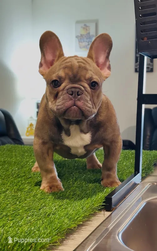Tiny Tim – French Bulldog puppy for sale in Port St. Lucie, FL