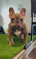Tiny Tim, a male French Bulldog for sale in Port St. Lucie, FL – 1 of 2