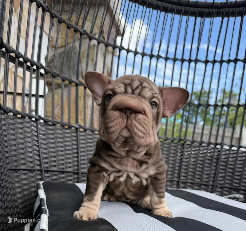 Rosita – French Bulldog puppy for sale in Port St. Lucie, FL