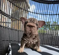 Rosita, a female French Bulldog for sale in Port St. Lucie, FL – 1 of 4