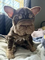 Rosita, a female French Bulldog for sale in Port St. Lucie, FL – 3 of 4
