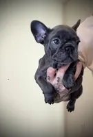 Blueberry , a female French Bulldog for sale in Port St. Lucie, FL – Photo 1 of 2