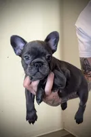 Blueberry , a female French Bulldog for sale in Port St. Lucie, FL – Photo 2 of 2