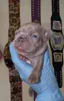Baby Blue Boy, a male French Bulldog for sale in Port St. Lucie, FL – 1 of 2