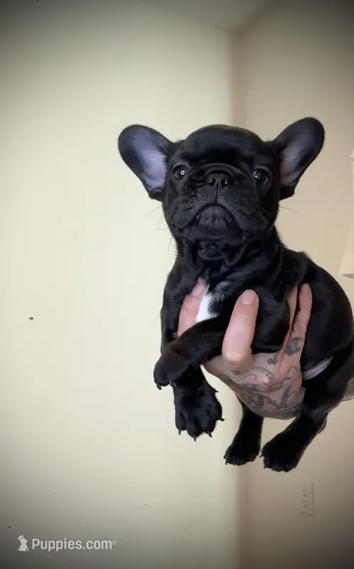 Black Widow  – French Bulldog puppy for sale in Port St. Lucie, FL