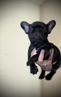 Black Widow , a female French Bulldog for sale in Port St. Lucie, FL – Photo 1 of 2