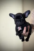Black Widow , a female French Bulldog for sale in Port St. Lucie, FL – Photo 2 of 2