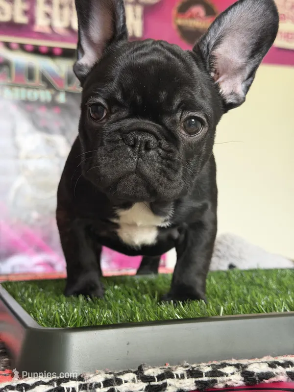 Black Widow  – French Bulldog puppy for sale in Port St. Lucie, FL