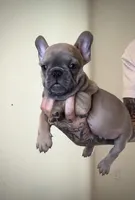 Tiny Tim, a male French Bulldog for sale in Port St. Lucie, FL – Photo 2 of 2